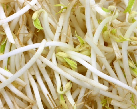 Bean shoots