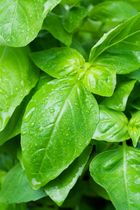 Basil