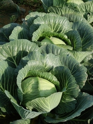 Cabbage-green