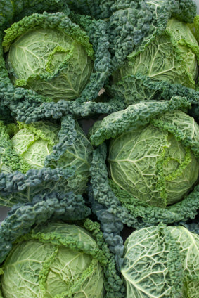 Cabbage savoy
