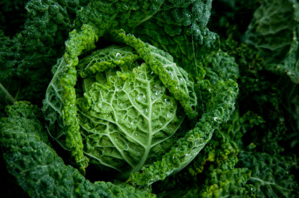 Cabbage Savoy