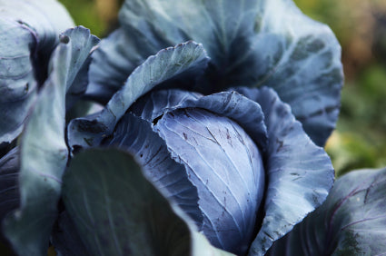 Cabbage Red